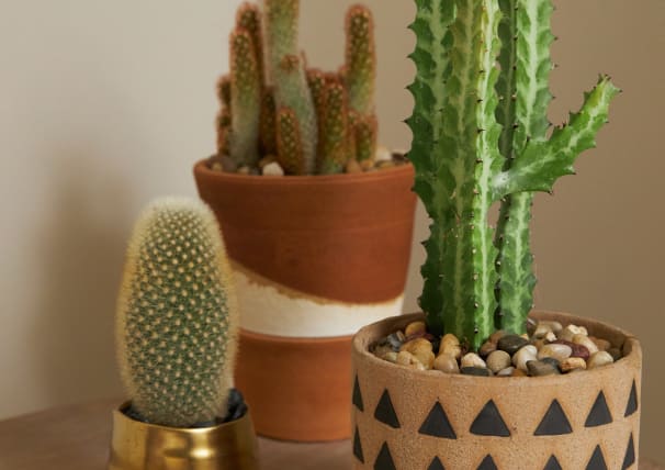 Organic Palette Image1